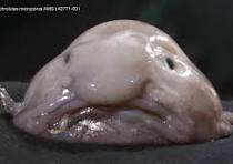Blobfish (aka Mr Blobby) - The Australian Museum