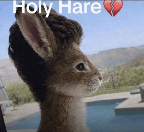 Holy hare