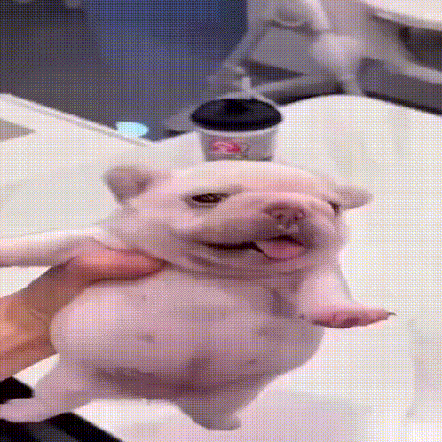 Pibble