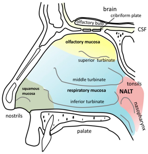 Anatomy_of_the_human_nasal_cavity.png
