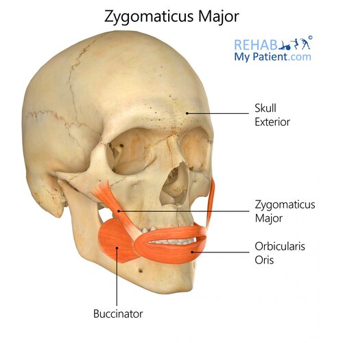 zygomaticus-major-3605234346.jpg