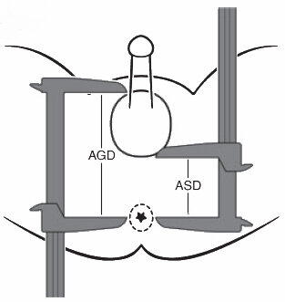 fig1_agdmeasurementscopia_editora_20_173_1.jpg