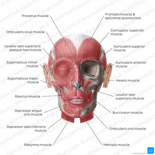 0FItQsvxHNzClgDpMK2wA_muscles-of-facial-expression_en.jpg