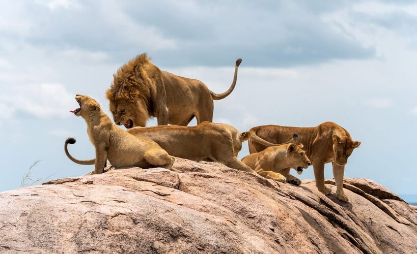 Lion-pride-showcasing-pride-dynamics-and-the-roles-of-lions-with-a-group-sitting-on-a-rock-roa...jpg