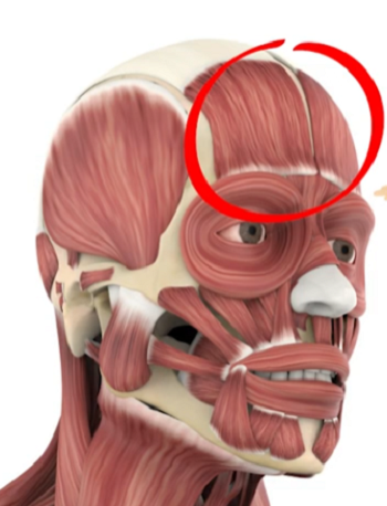 83b11696-3c6d-43ed-a8e1-19fff55b1666_frontalis_muscle_area.png