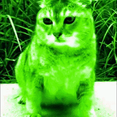 dwbi-tole-tole.gif