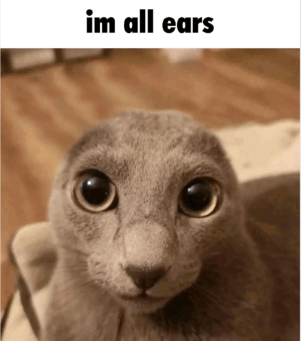 aasaaasdas.png