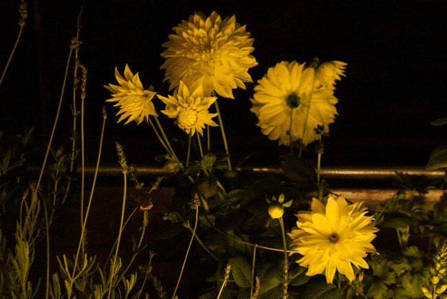 DAHLIA NIGHT BLOOM OPEN GIF
