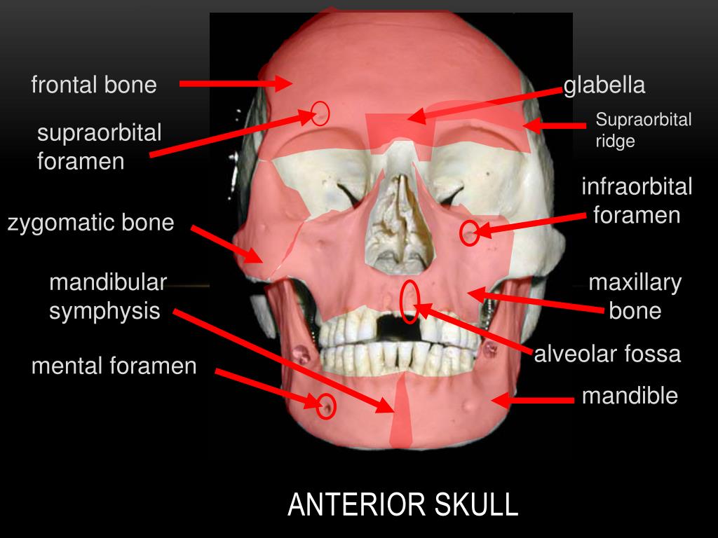Anterior skull l