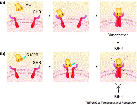 Gr1