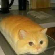 Funnycat