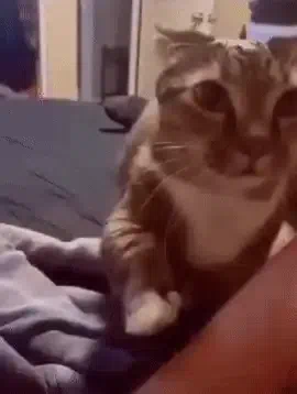 1786020354577