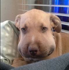 What to do when your dog or cat has been stung by a bee ...