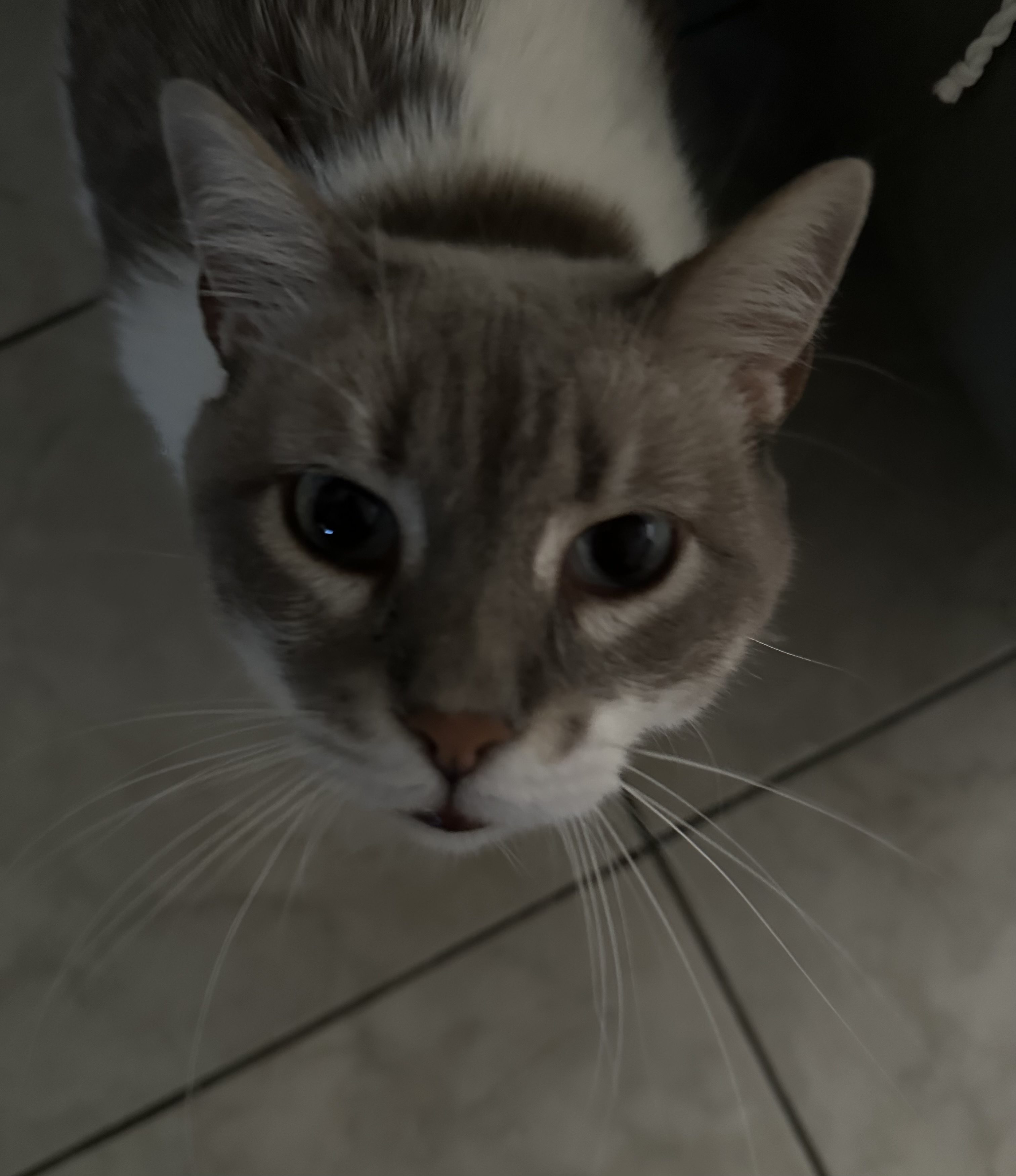 IMG 2367