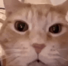 Orange cat laughing