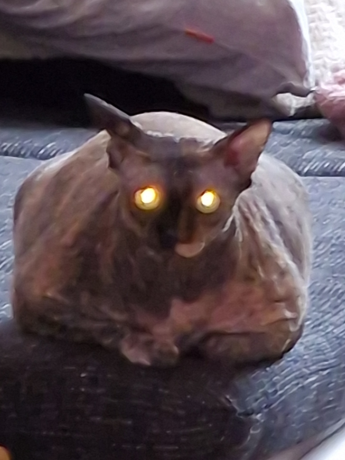 10161