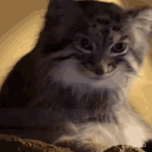 Manul pallas cat