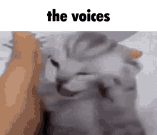Cat the voices