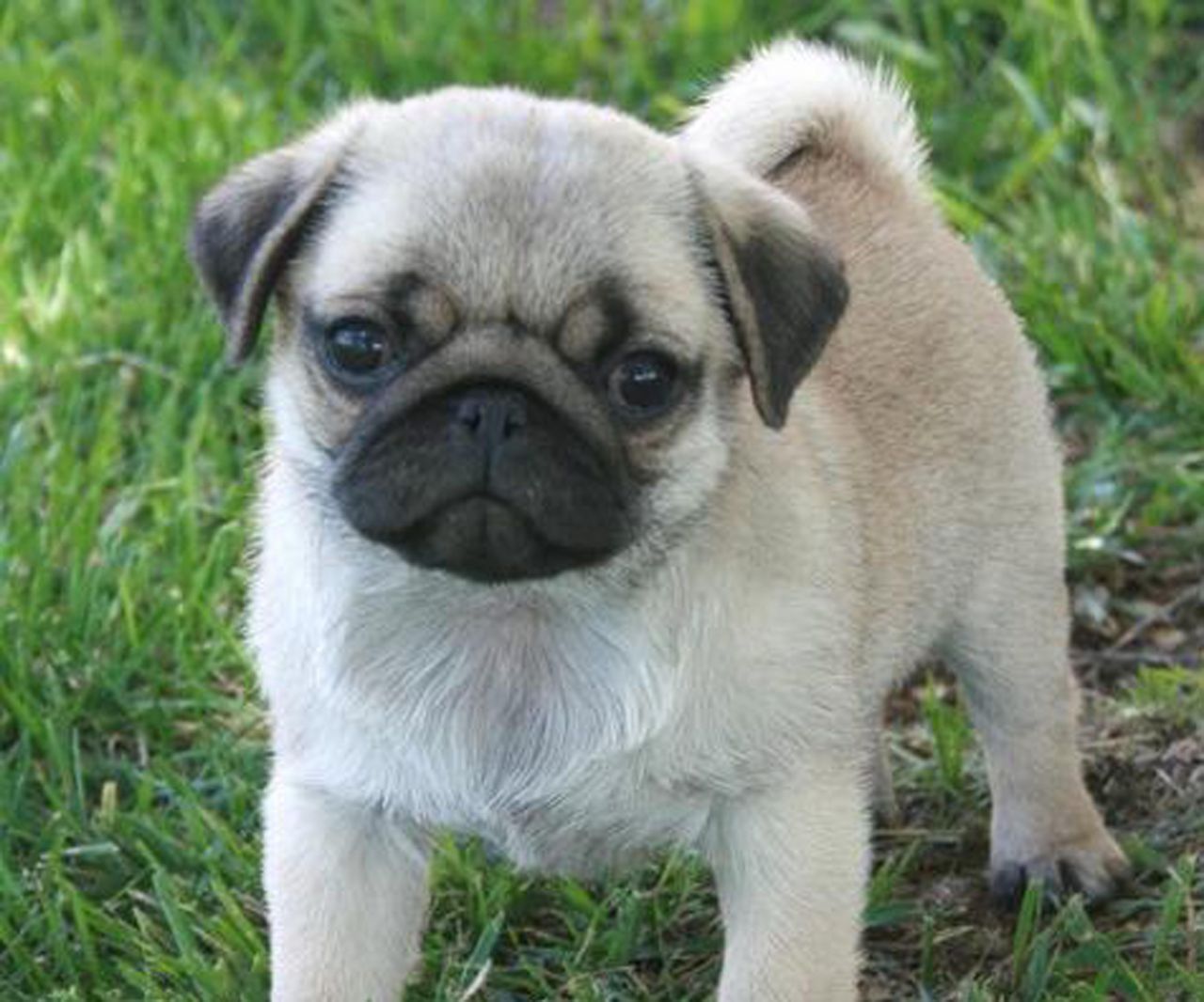 Pug 4 4279509406
