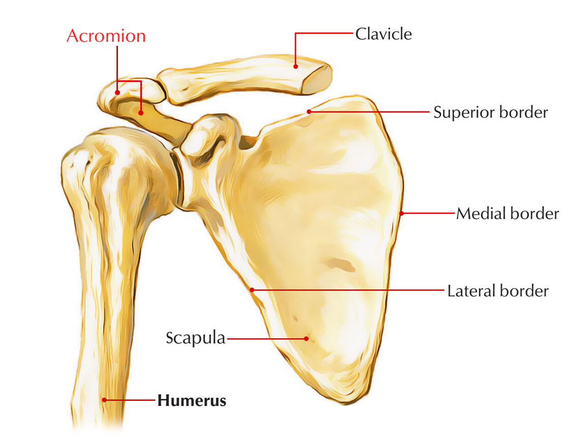 Acromion process