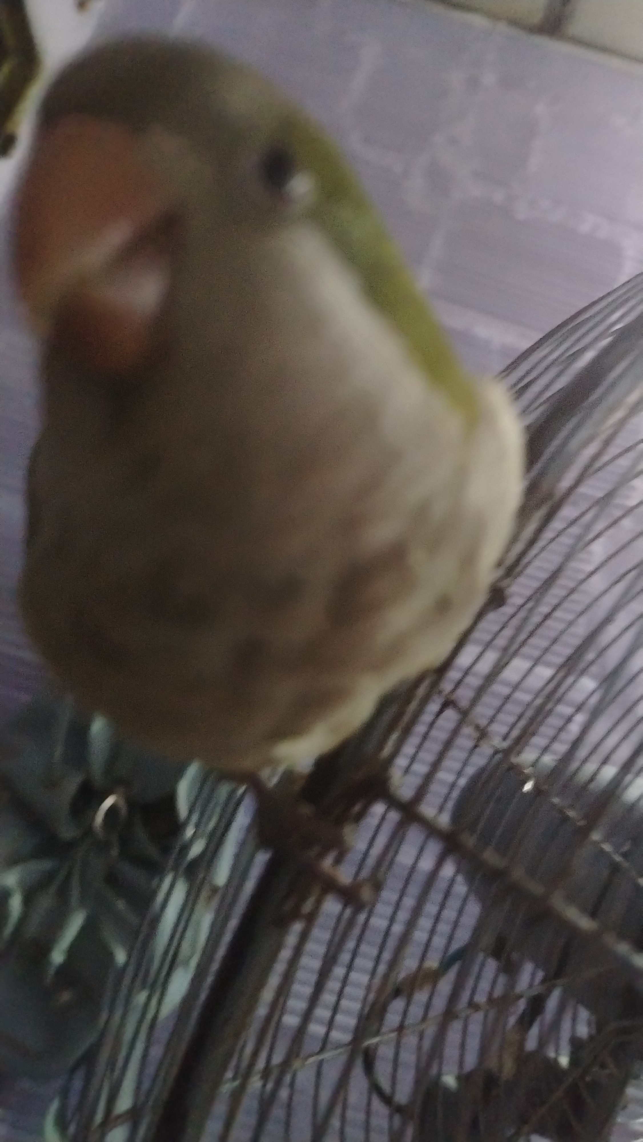 IMG 20260815 122559