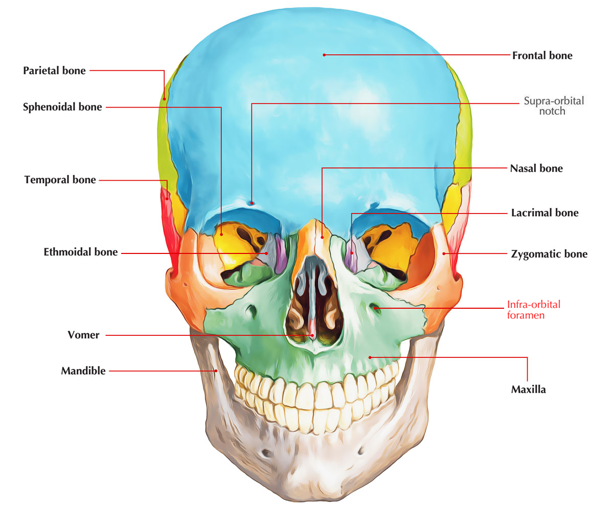 Infra Orbital foramen