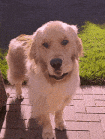 Golden retriever walking away