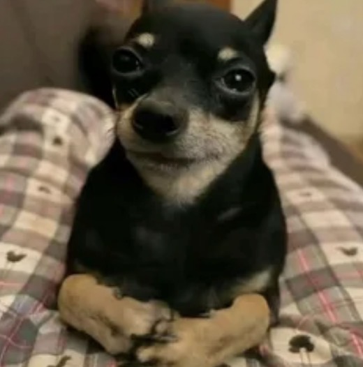 Yemens old dog avi