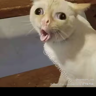 Hs rope cat