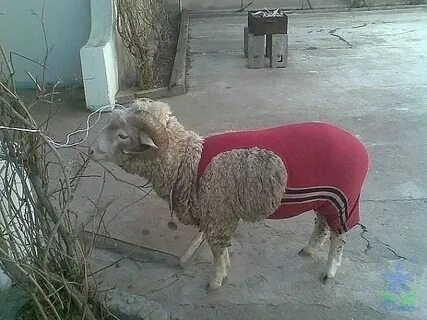 Image 88