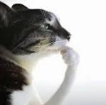1787070554475