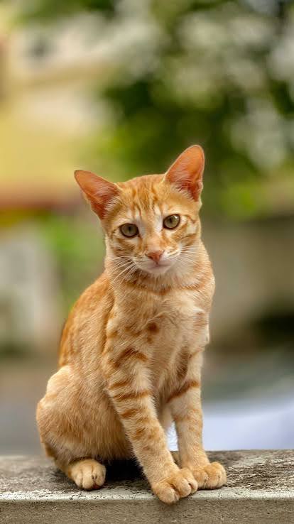 Images 28