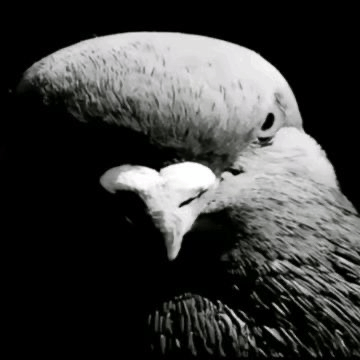 Mad bird