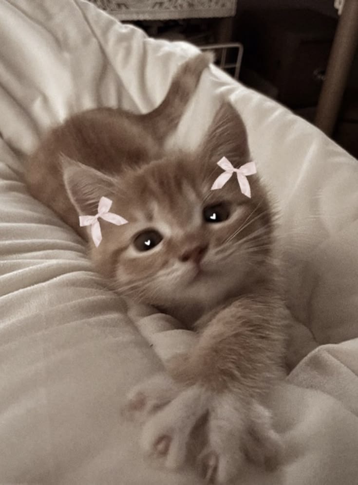 1 kitten 33