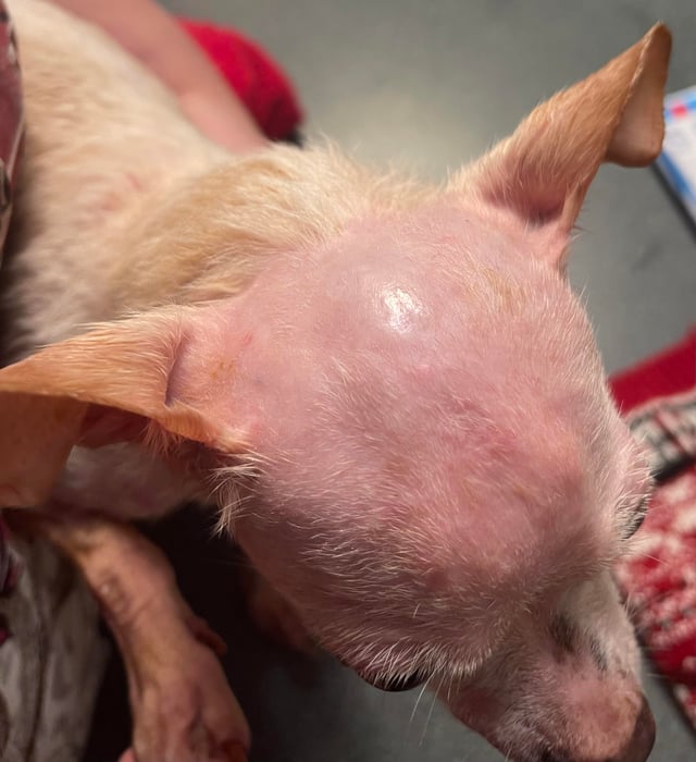 My dog is balding v0 zzs5fezq85uc1