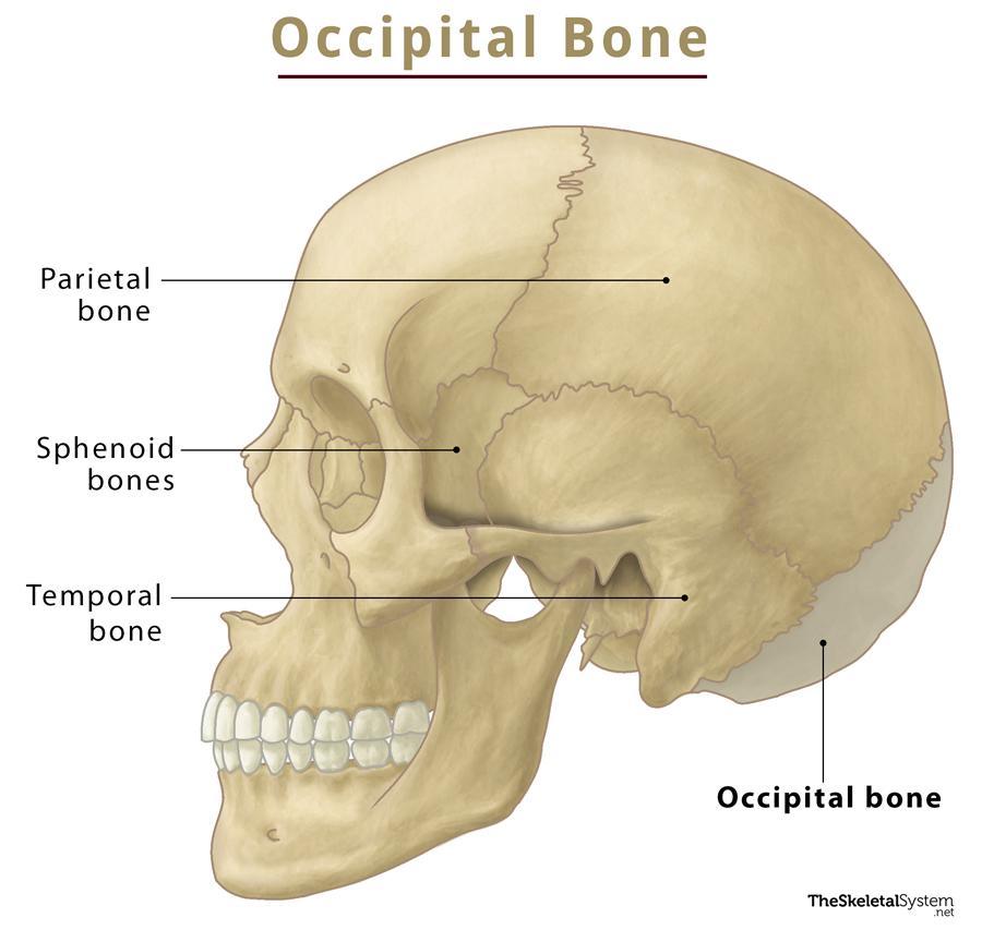 Occipital Bone Location