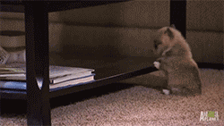 175740 Cute Puppy Falls Down
