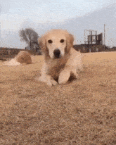Dog 1