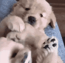 Dog cute 1
