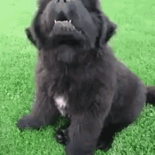 Dog cute