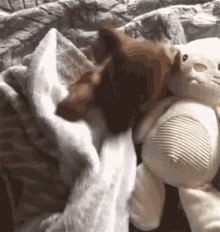 Dog puppy