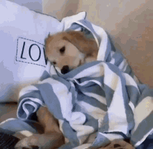 Dog tired