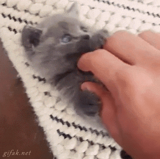 Giphy 7