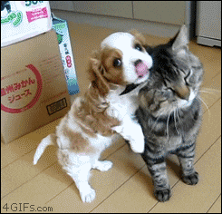 Giphy 9