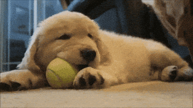 Giphy downsized