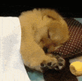 Puppy sleep