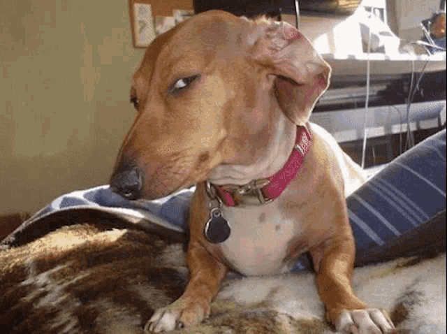 Side eye dog suspicious look