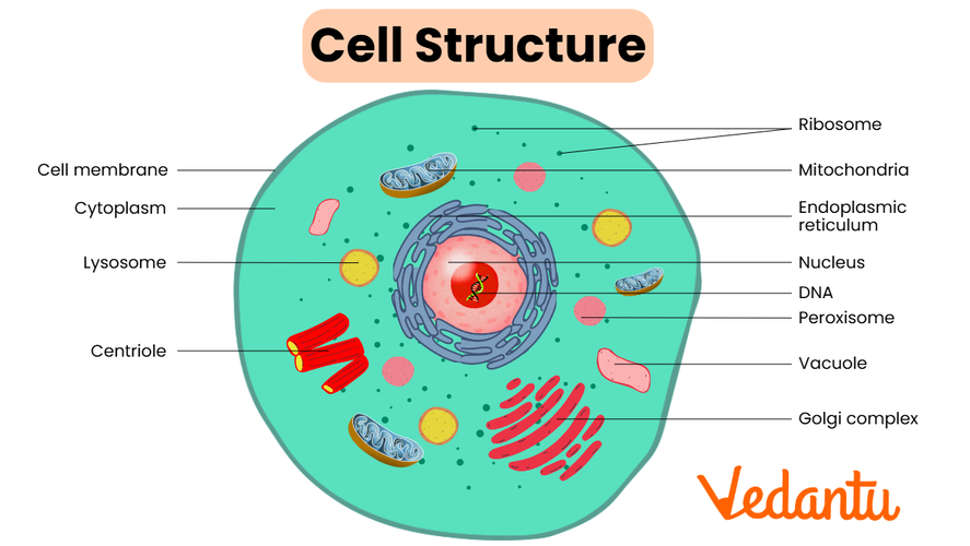 4d5bff0c-71b2-431d-846d-8078bd11c639_cell_structure.png