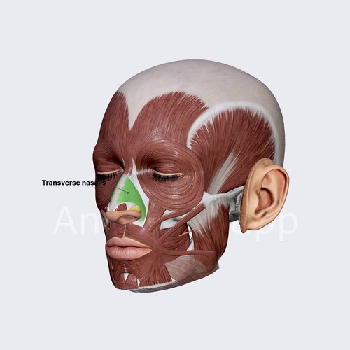 transverse-nasalis-3-12096_medium.jpg