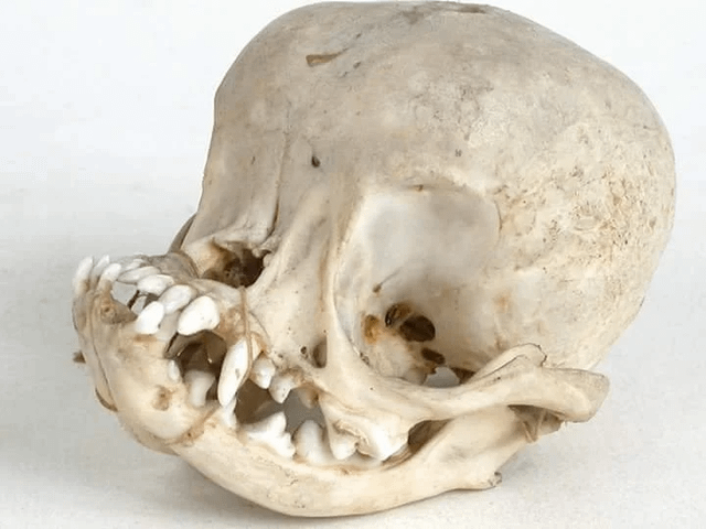pugs-skull-v0-x9rq9s2wjiq31.png